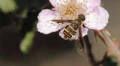 Chrysanthrax semilugens
