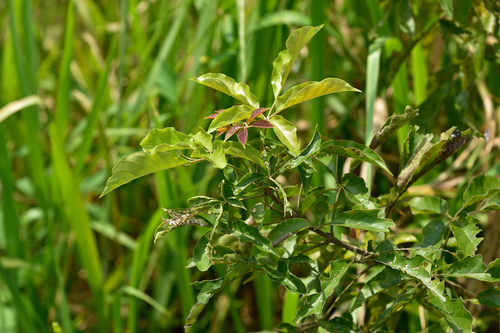Vitex quinata iNat (3)
