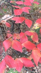 Vaccinium corymbosum