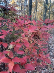 Vaccinium corymbosum