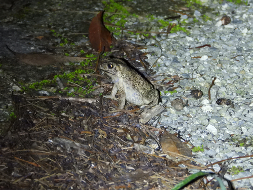 Asian Common Toad