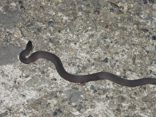 Achalinus dehuaensis
