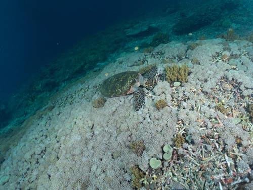 Hawksbill Sea Turtle — seen at this dive site