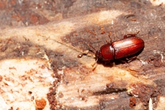 Uloma punctulata