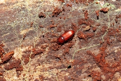 Uloma punctulata
