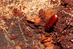 Uloma punctulata