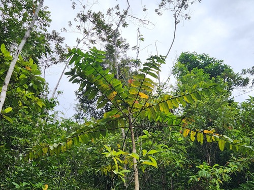 Duabanga moluccana observed 2025-07-31