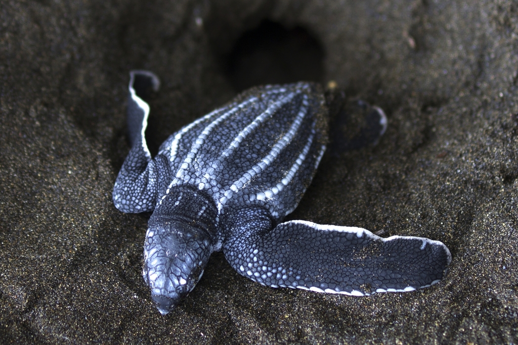 Leatherback hatchling on dark volcanic sand
