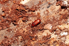 Uloma punctulata