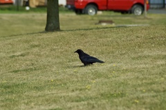 Corvus brachyrhynchos