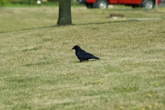 Corvus brachyrhynchos