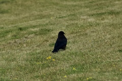 Corvus brachyrhynchos