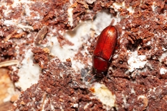 Uloma punctulata