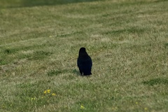 Corvus brachyrhynchos