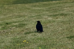 Corvus brachyrhynchos
