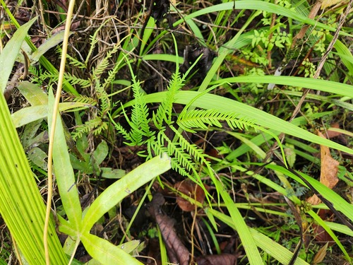 Pteris ligulata observed 2025-07-31