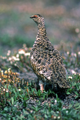 Lagopus muta macruros