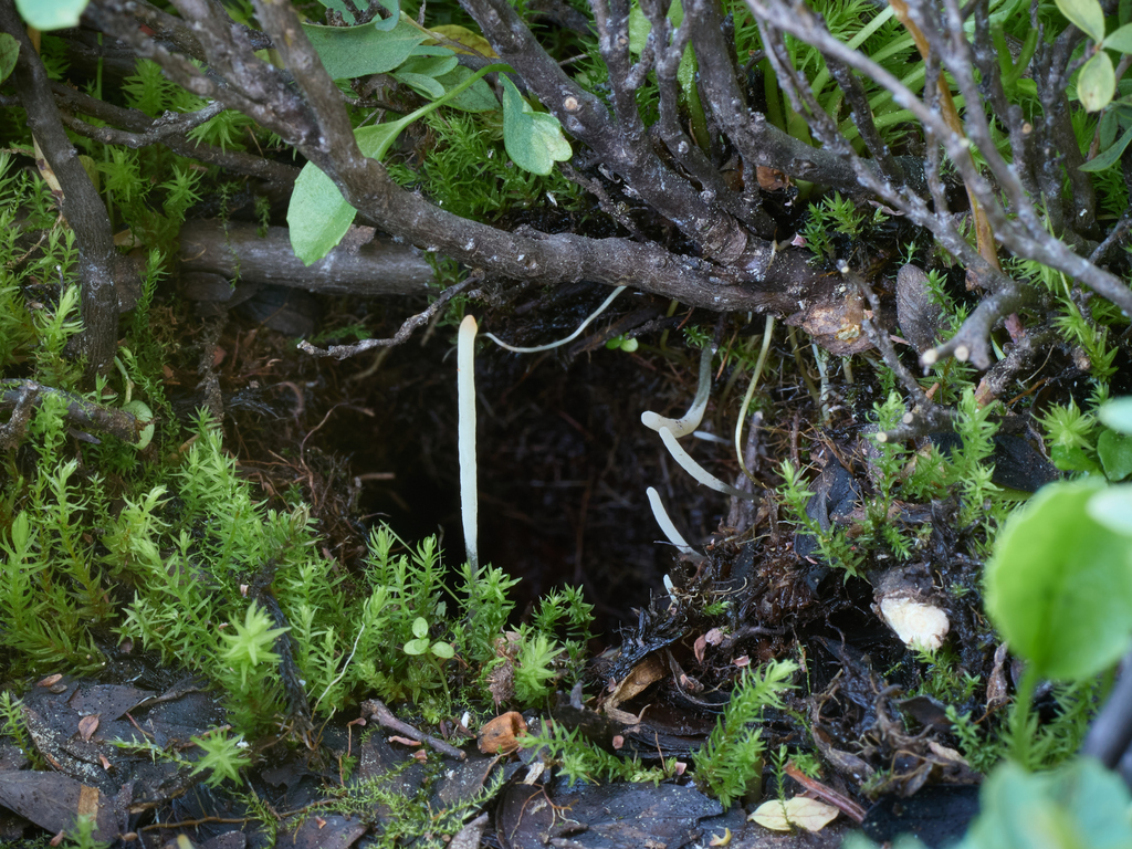 Clavaria sp. 'CA18'