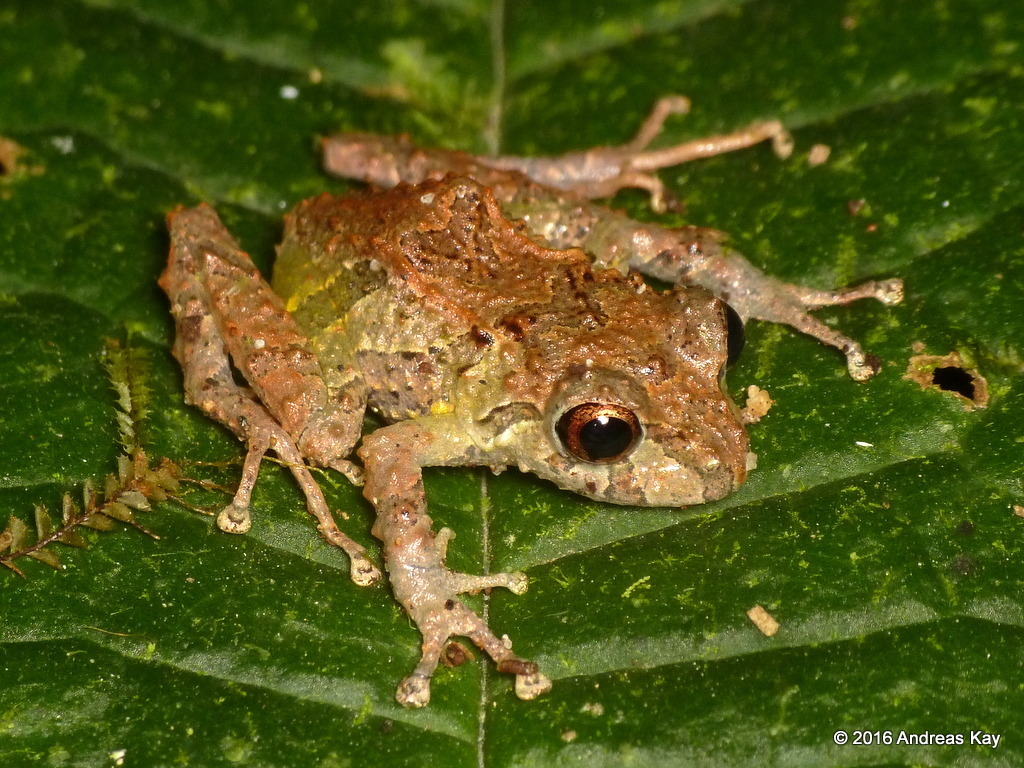 Sobetes Robber Frog