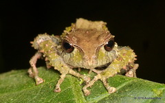 Sobetes Robber Frog photo 2