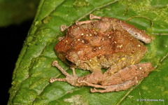 Sobetes Robber Frog photo 5