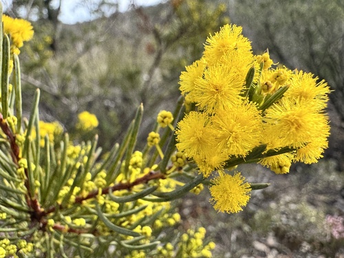 Acacia sulcata, 2025-08-31