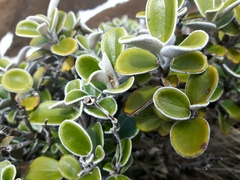 Brachyglottis bidwillii