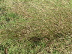 Dichanthium aristatum