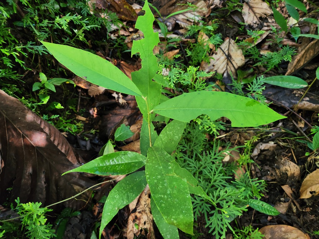 Vatica Rassak Vatica rassak (Vatica rassak) — Biodiversitas Nusantara | Biodiversitas ...