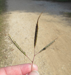 Dichanthium aristatum