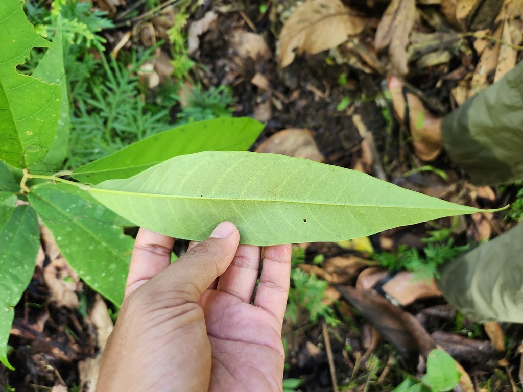 Vatica rassak (Vatica rassak)