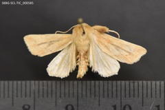 Zosteropoda clementei