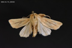 Zosteropoda clementei