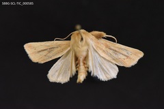 Zosteropoda clementei