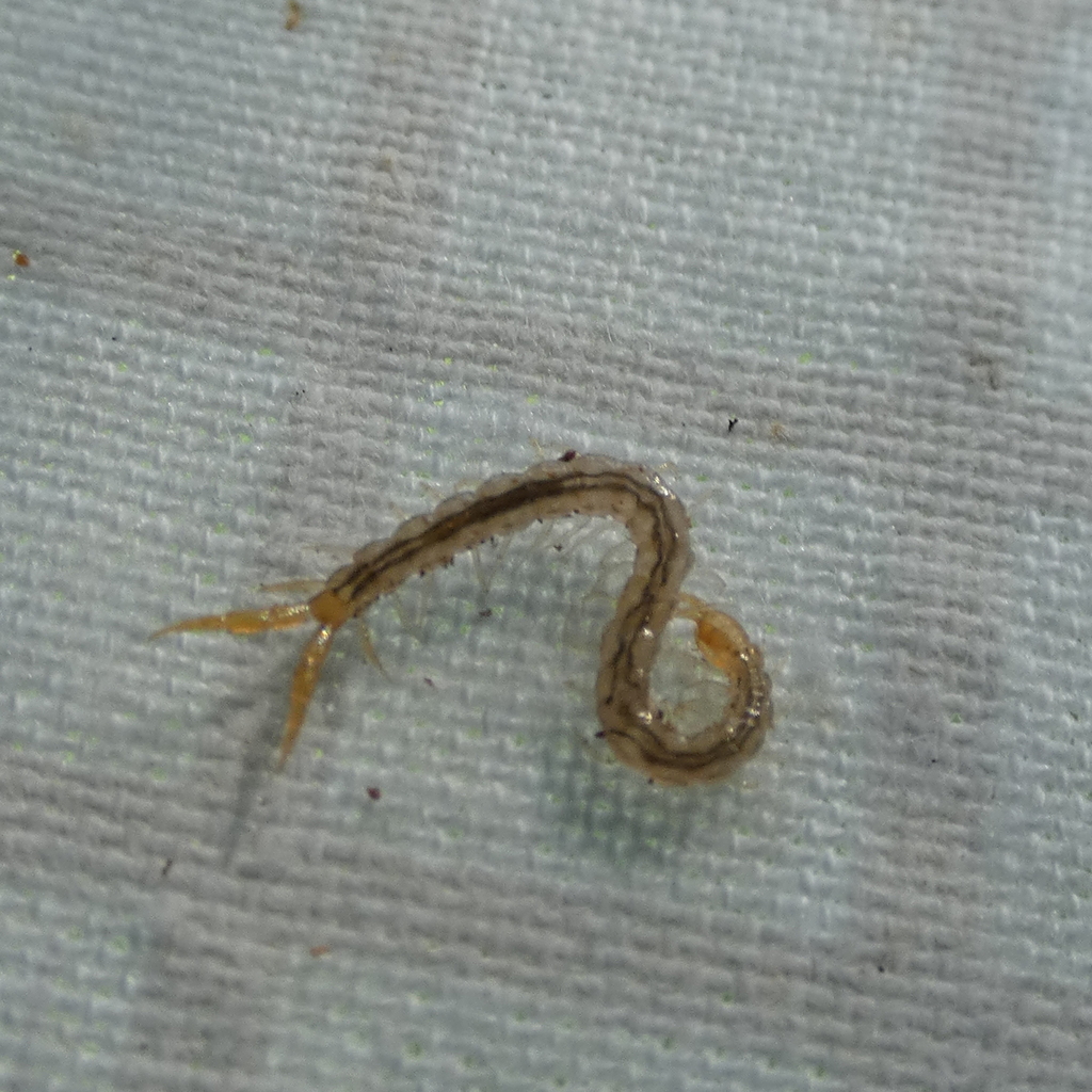 Cryptops floridanus