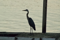 Ardea herodias