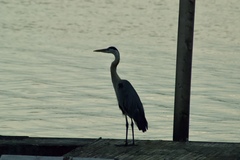 Ardea herodias