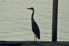 Ardea herodias