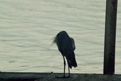 Ardea herodias