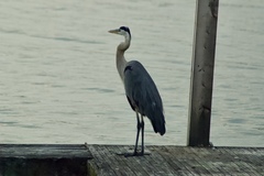 Ardea herodias
