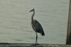 Ardea herodias