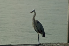 Ardea herodias
