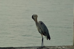Ardea herodias