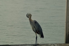 Ardea herodias