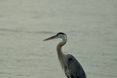 Ardea herodias