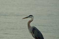 Ardea herodias