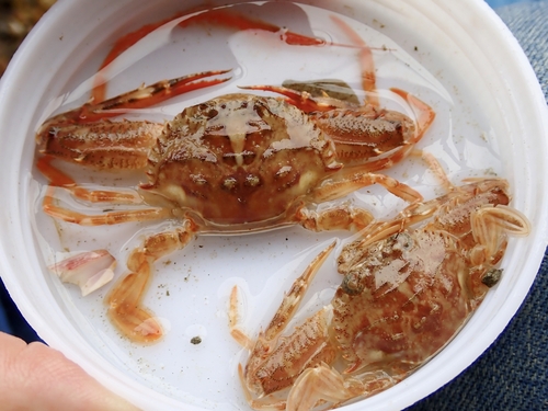 Lupocycloporus gracilimanus observed 2025-08-01