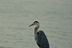 Ardea herodias