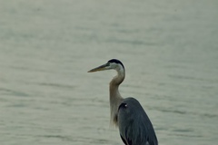 Ardea herodias