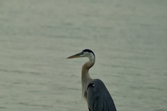 Ardea herodias
